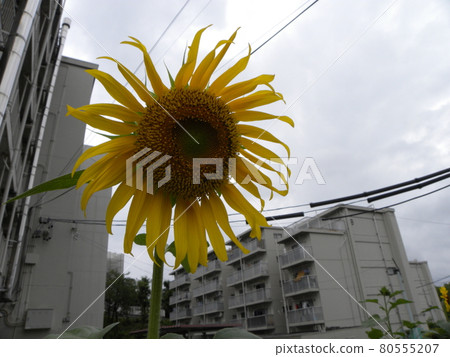 Rain sunflower 80555207
