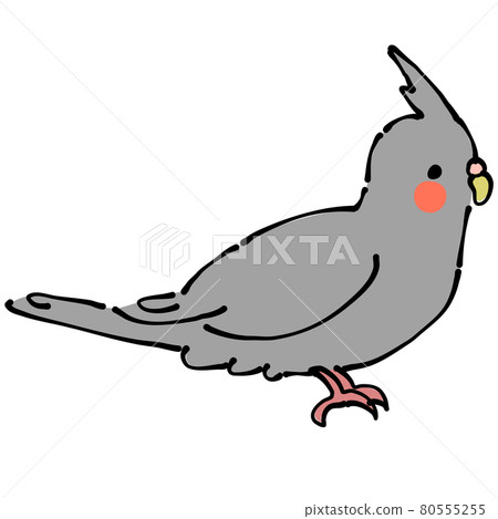 在灰色玄鳳鸚鵡旁邊 80555255