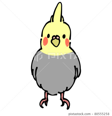 灰色和黃色玄鳳鸚鵡前面 灰色和黃色玄鳳鸚鵡前面 80555258