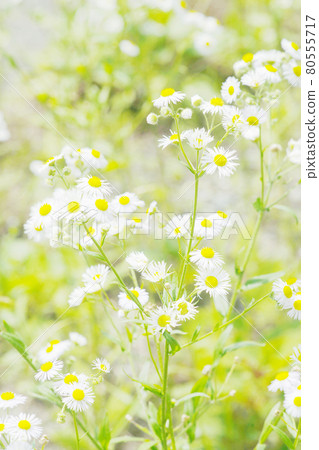 Himejoon Old Lens 80555717