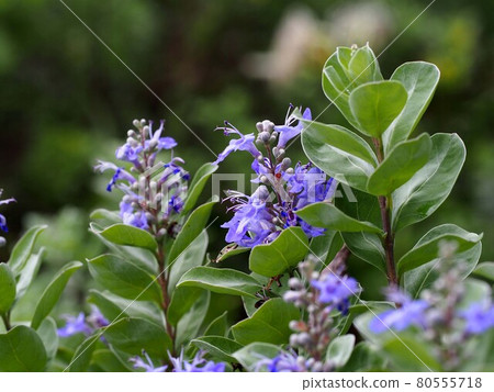 Cobalt blue flowers of Vitex rotundifolia that grow in clusters 80555718