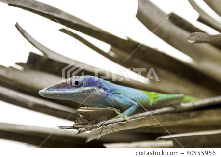 Cuban male lizard Allison's Anole 80555956