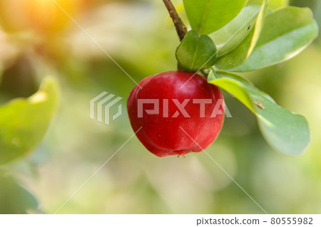 Fresh organic Acerola cherry on the tree, High vitamin C and antioxidant fruits. Fresh organic Acerola cherry on the tree, High vitamin C and antioxidant fruits. 80555982