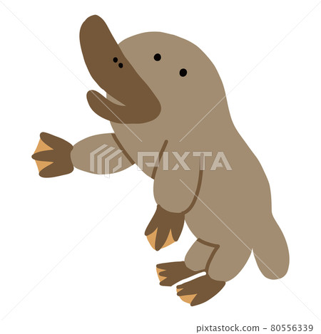 Australian animal, please, vector illustration of platypus in pose 80556339