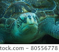 Sea turtle 80556778