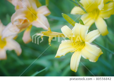 Yellow lily flower old lens Yellow lily flower old lens 80556842