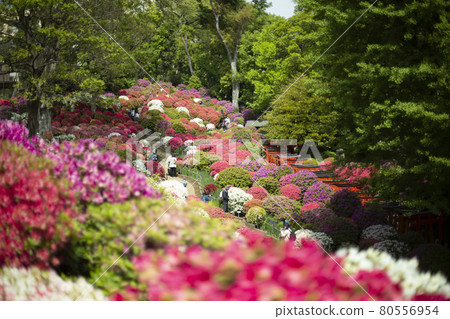 Azalea Festival Colorful Azaleas Many Azaleas 80556954