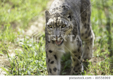 Snow leopard walking in the grass 80556969