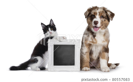 Brown Australian Shepherd dog pup  and cat on white background 80557083
