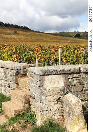 Landscape with Romanee Conti vineyards in Burgundy, France 80557394