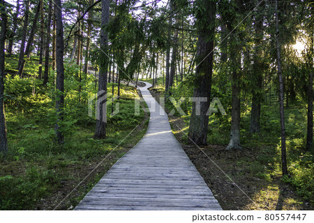 Wooden Walkway Through the Forest to the Beach Wooden Walkway Through the Forest to the Beach 80557447