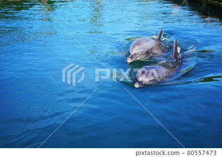 海豚農場島波海豚 80557473