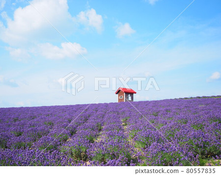 上富良野町北海道日出公園薰衣草園的絕景 上富良野町北海道日出公園薰衣草園的絕景 80557835
