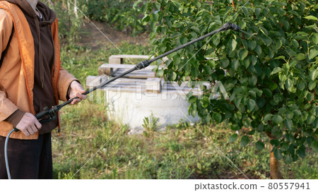 farmer spraying pesticides with portable spray gun to kill garden pests on trees in orchard. farmer spraying pesticides with portable spray gun to kill garden pests on trees in orchard. 80557941