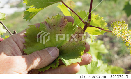 Alternaria on leaves of grapes as yellow spots, plant affected by fungal disease alternariosis 80557945
