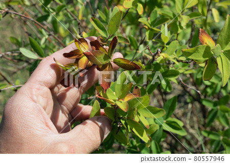 Sick withering brown and red honeysuckle leaves. bacterial burn disease or Moniliosis, Monial burn of berry bushes. Sick withering brown and red honeysuckle leaves. bacterial burn disease or Moniliosis, Monial burn of berry bushes. 80557946