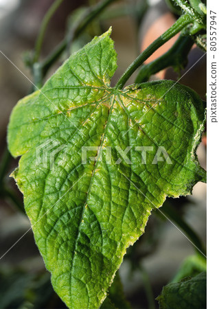 Olive spotting of cucumber is fungal disease of plant in pumpkin family 80557947