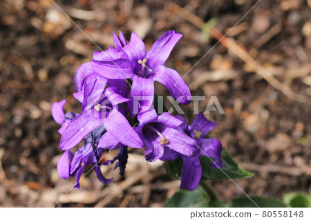 Purple clustered bellflower flowers Purple clustered bellflower flowers 80558148