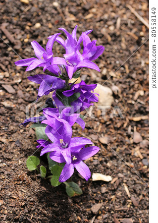 Purple clustered bellflower flowers Purple clustered bellflower flowers 80558149