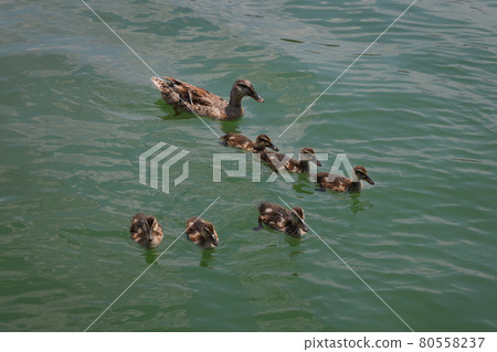 Young ducks with mother swimming in water Young ducks with mother swimming in water 80558237