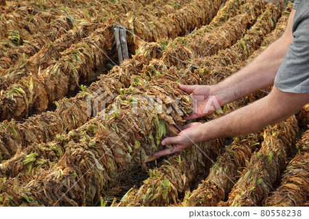 Farmer and traditional tobacco drying in tent Farmer and traditional tobacco drying in tent 80558238