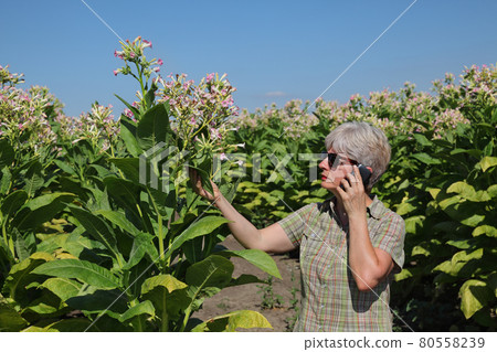 Farmer in tobacco field 80558239