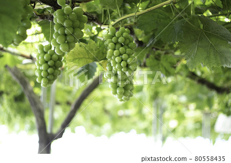 Shine Muscat Shine Muscat 80558435