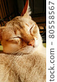 Cat relaxing in the sun 80558567