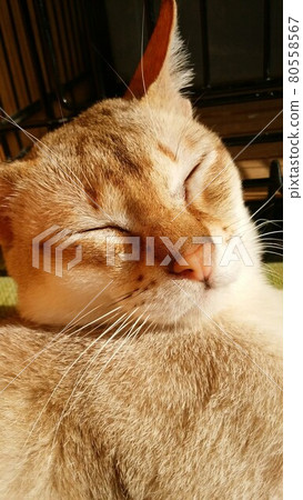在陽光下放鬆的貓 在陽光下放鬆的貓 80558567