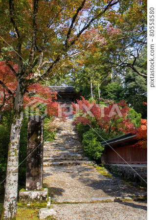 Jingoji Kyoto Jingoji Kyoto 80558580