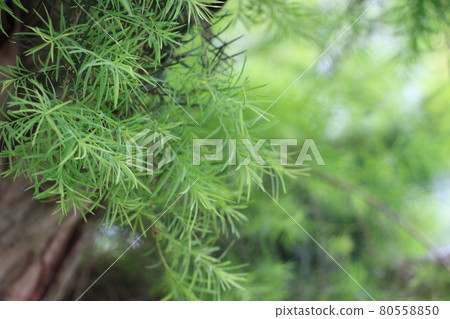 Aroma essential oil tea tree leaves Aroma essential oil tea tree leaves 80558850