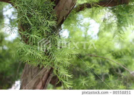 Aroma essential oil tea tree leaves Aroma essential oil tea tree leaves 80558851