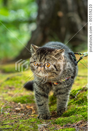 Cute brown striped cat exotic walks on a leash in the park on a summer day. Persian kitten on the green grass on a harness with a leash 80559210