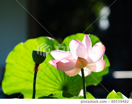 夏日晨景:初升的太陽照耀著美麗的荷花 夏日晨景:初升的太陽照耀著美麗的荷花 80559482