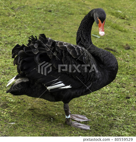 Black swan on the grass - Claremont Lake, Esher, Surrey, United Kingdom 80559529