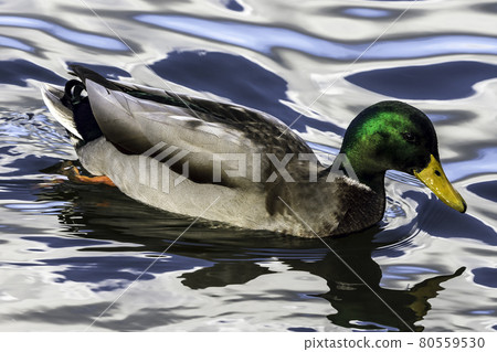 Swimming Mallard / Wild Duck during sunset 80559530