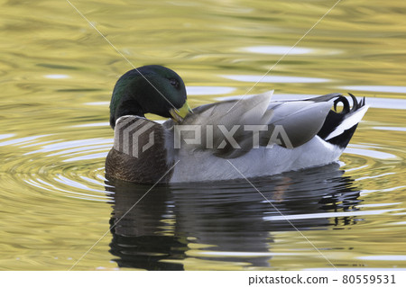 Swimming Mallard / Wild Duck during sunset Swimming Mallard / Wild Duck during sunset 80559531