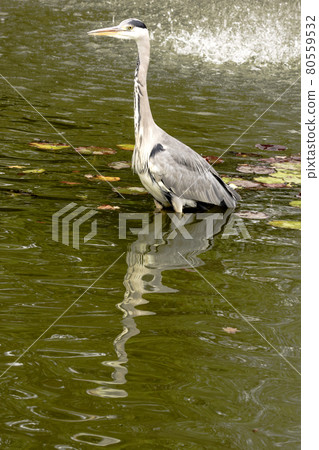 Wild grey heron  80559532