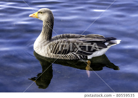 Swimming wild greylag goose (Anser anser) in the Park 80559535
