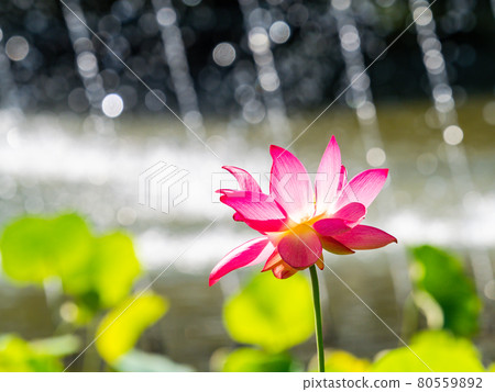Summer morning scenery: Beautiful lotus flowers and fountains illuminated by the rising sun Summer morning scenery: Beautiful lotus flowers and fountains illuminated by the rising sun 80559892