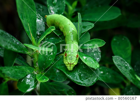 Green Snake Head Caterpillar with wet leaves. Green Snake Head Caterpillar with wet leaves. 80560167