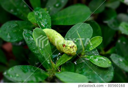 Green Snake Head Caterpillar with wet leaves. Green Snake Head Caterpillar with wet leaves. 80560168