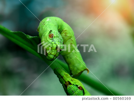 Green Snake Head Caterpillar with blur background. Green Snake Head Caterpillar with blur background. 80560169