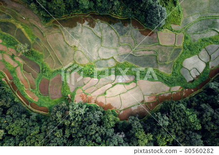 Aerial view of terraced rice fields 80560282