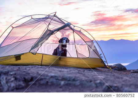 Adventurous little hiking dog on top of a mountain 80560752