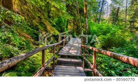 Lynn Canyon Park, North Vancouver, British Columbia, Canada. 80560770