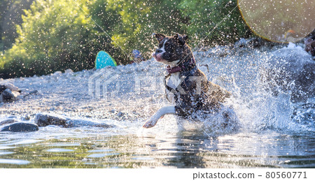 Playful and Funny Boxer Dog swimming in the water 80560771