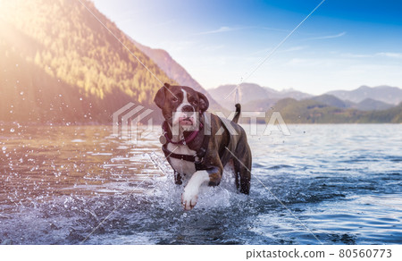 Playful and Funny Boxer Dog swimming in the water 80560773
