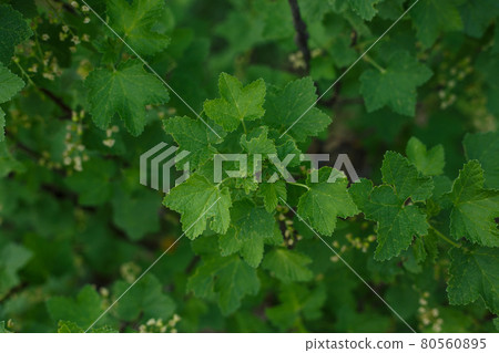 Selective focus, garden currant leaves close up 80560895