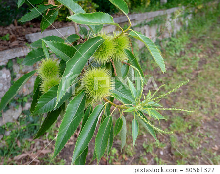 Sweet or Spanish chestnut tree branch with leaves and fruits 80561322